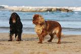 KING CHARLES SPANIEL 106